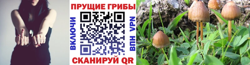 Галлюциногенные грибы Psilocybine cubensis  Короча 